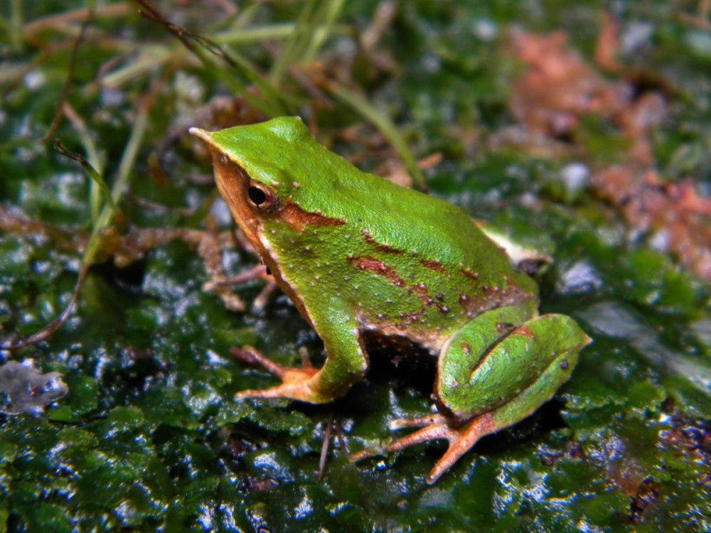 Лягушка Дарвина Rhinoderma darwinii.