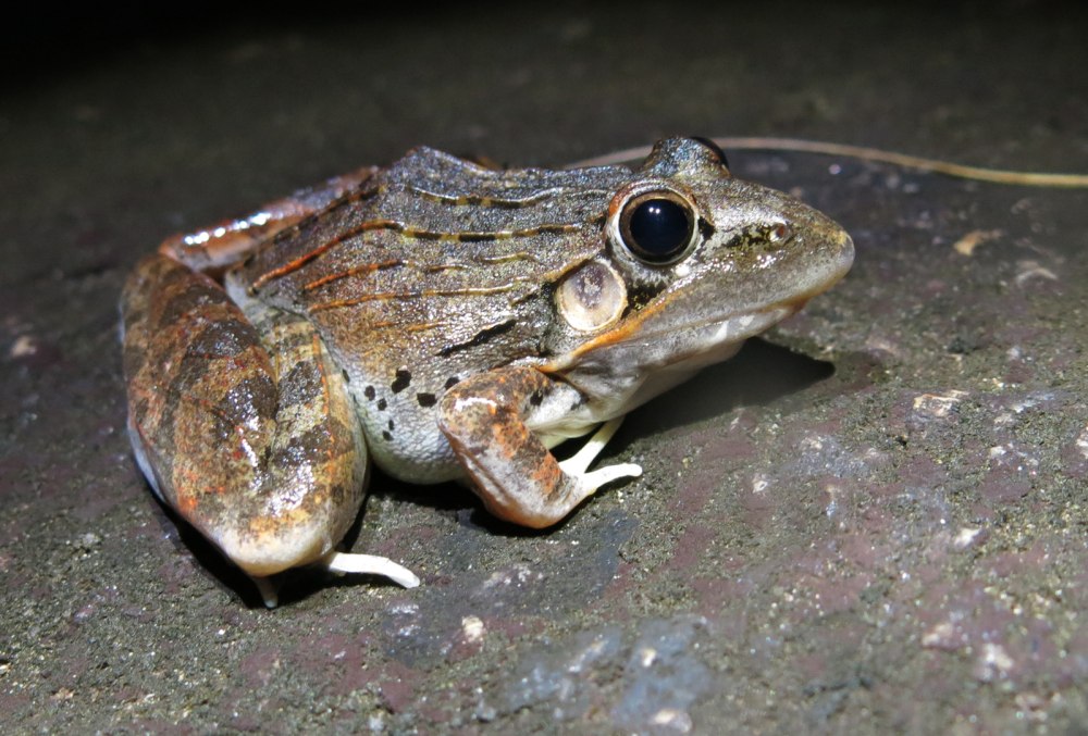 Ptychadena anchietae