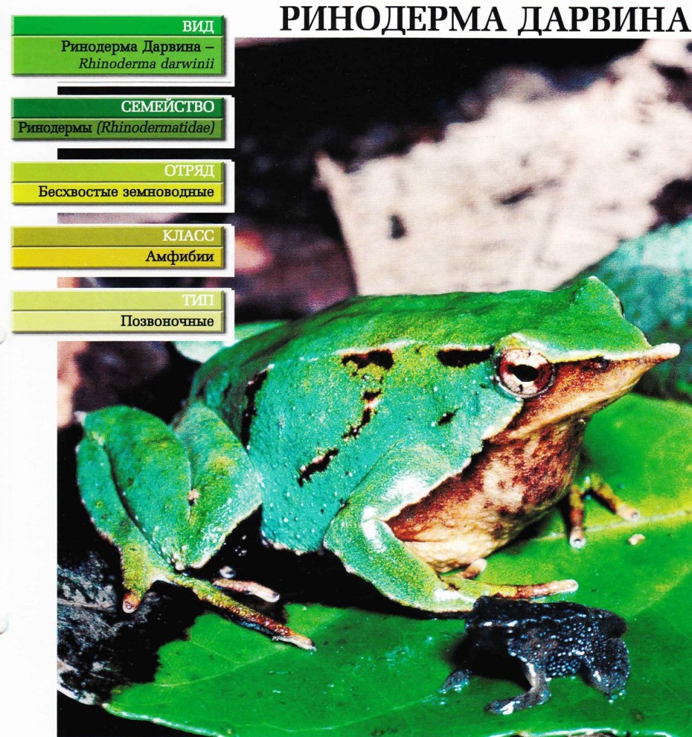 Лягушка Дарвина Rhinoderma darwinii.