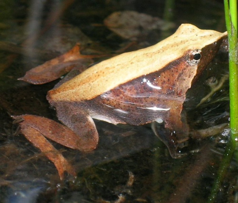 Лягушка Дарвина Rhinoderma darwinii.