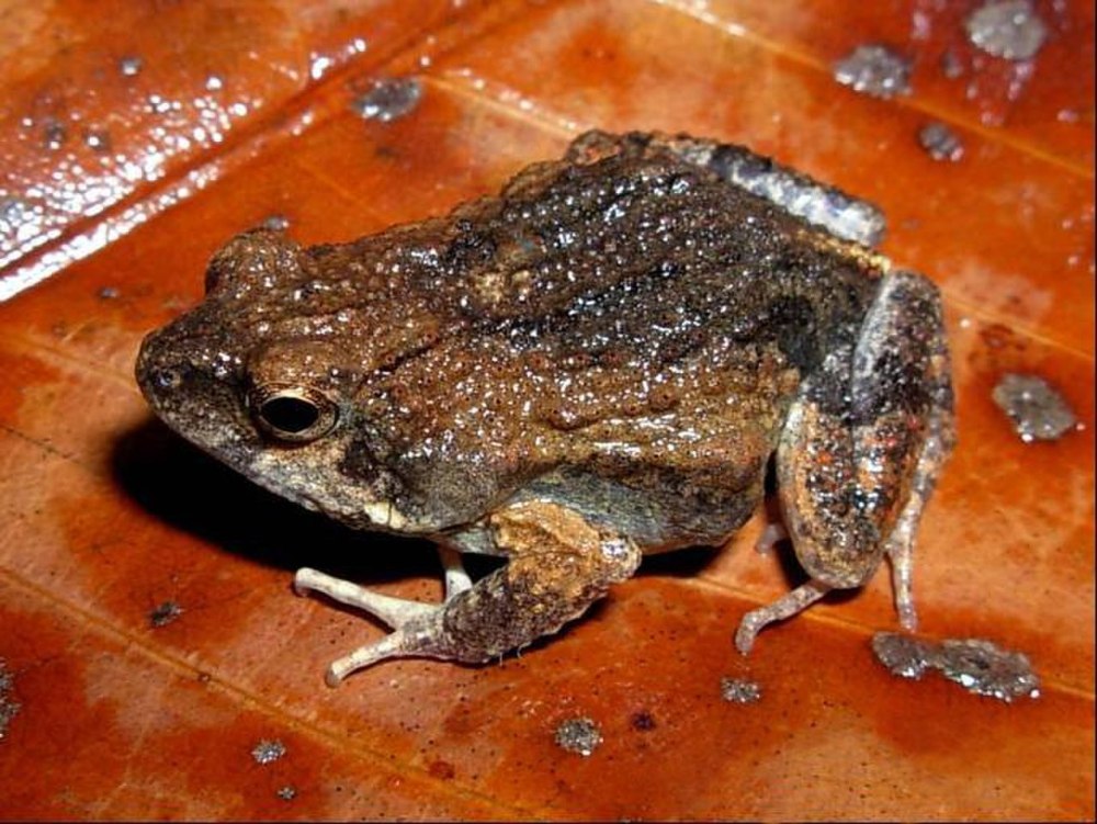 Rhinella Proboscidea спаривание