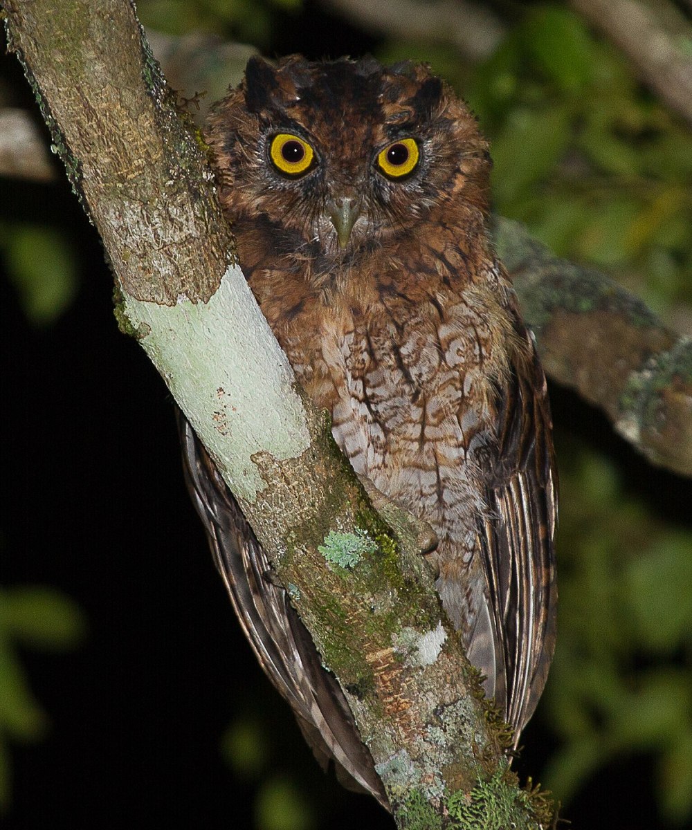 Megascops albogularis