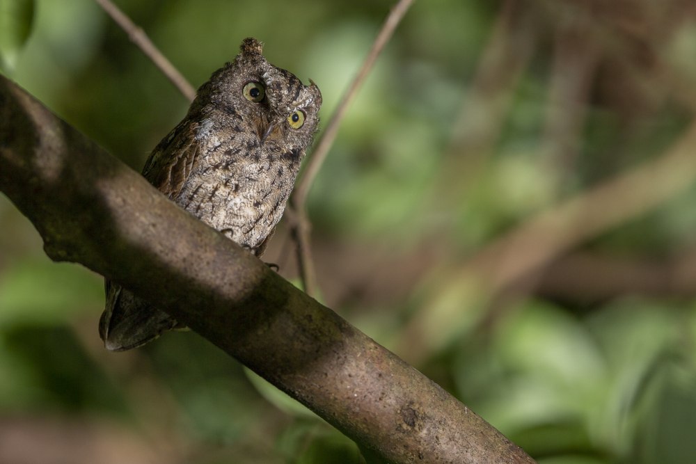 Otus manadensis