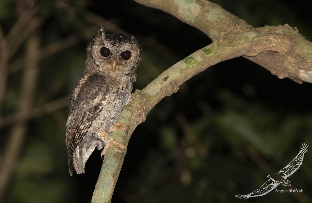 Otus Lettia
