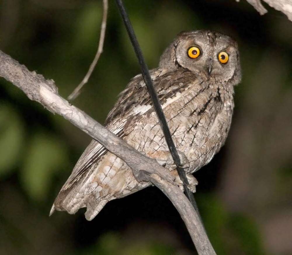 Сплюшка Otus SCOPS