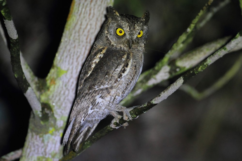 Otus mindorensis