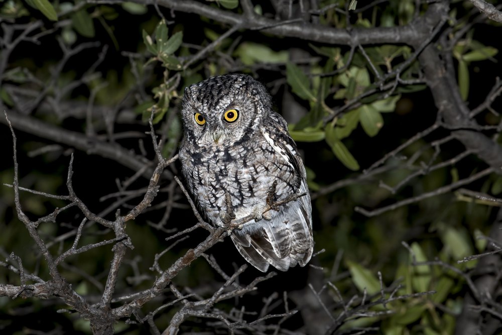 Megascops albogularis