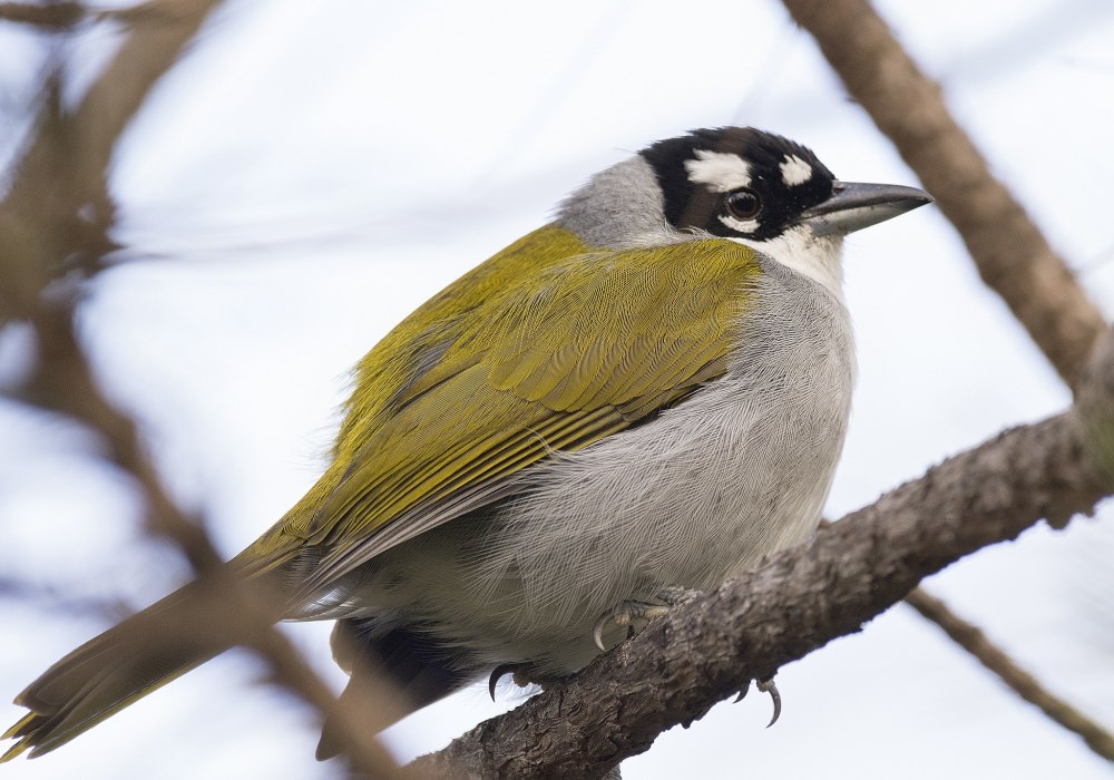 Черношапочная пальмовая танагра (Phaenicophilus palmarum)