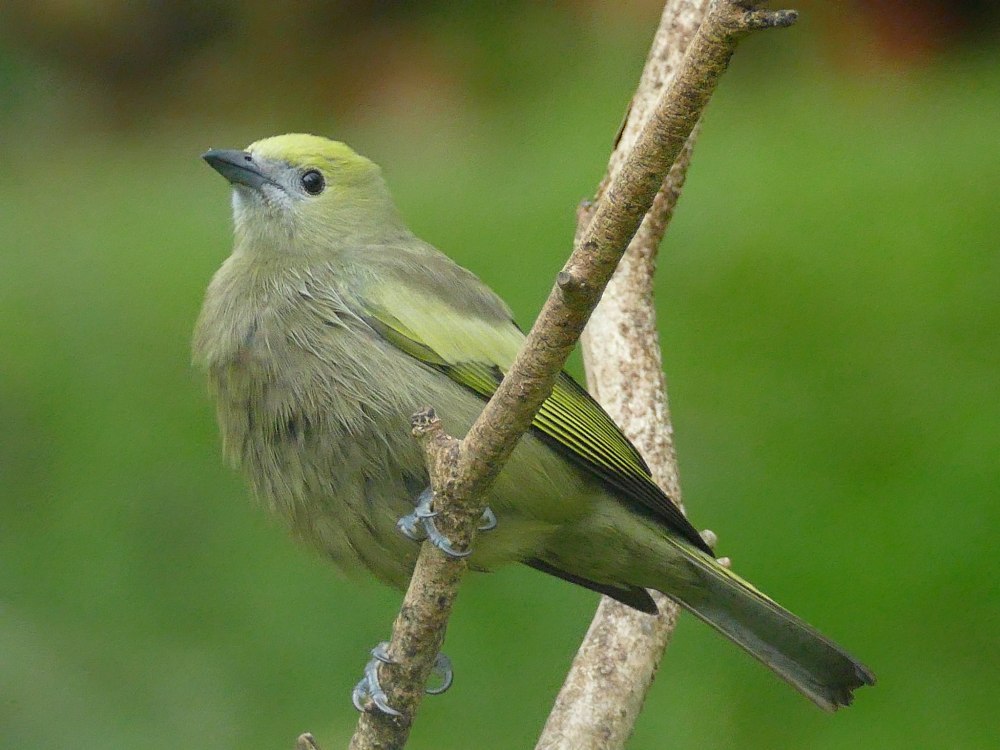 Черношапочная пальмовая танагра (Phaenicophilus palmarum)