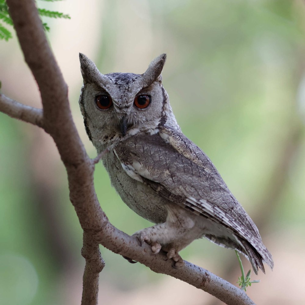 Otus bakkamoena