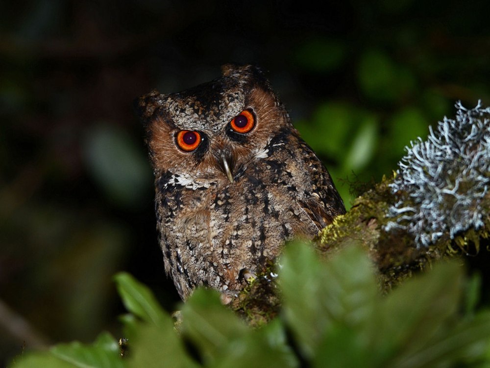 Otus insularis