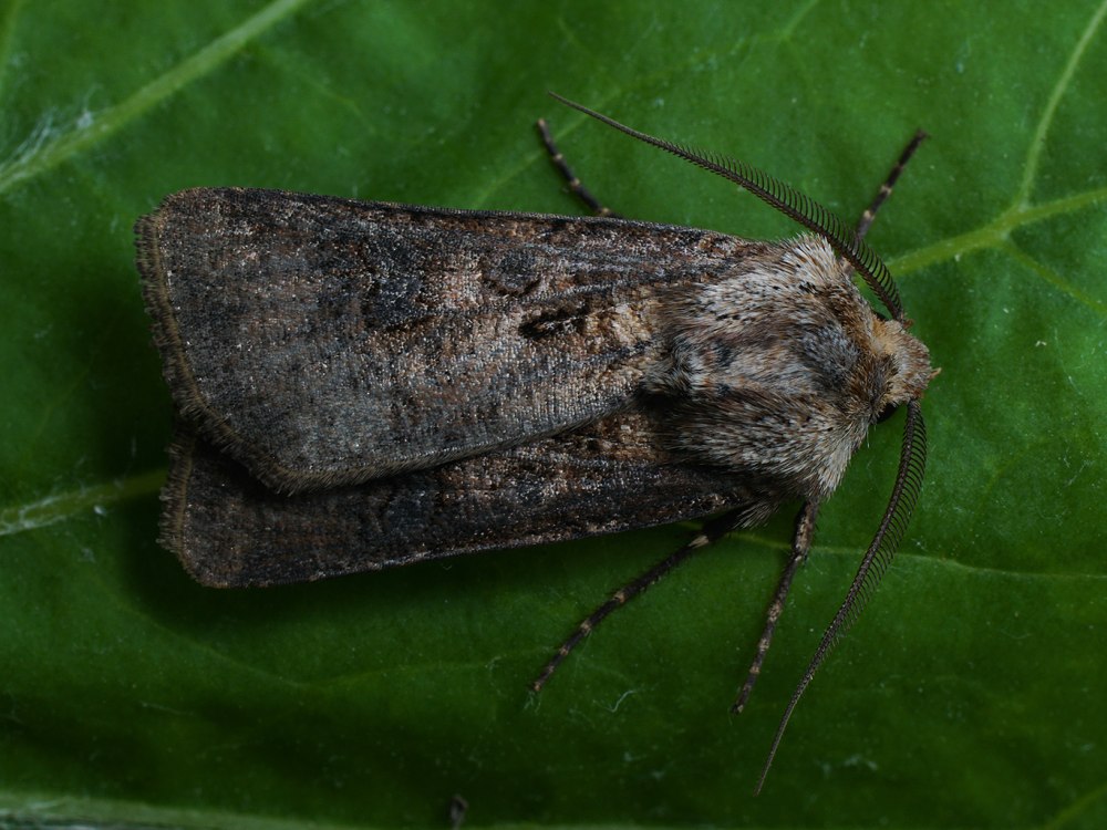 Гусеница Agrotis Clavis