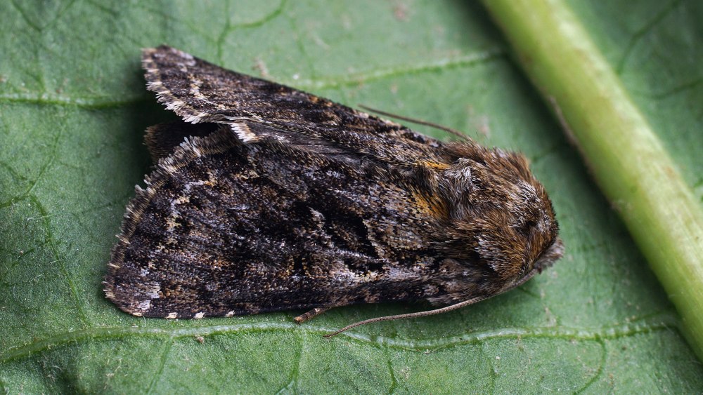 Amara plebeja