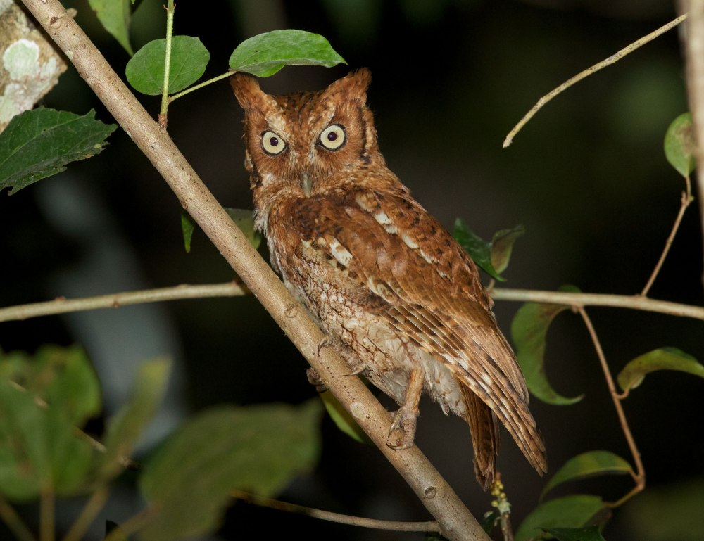 Megascops vermiculatus