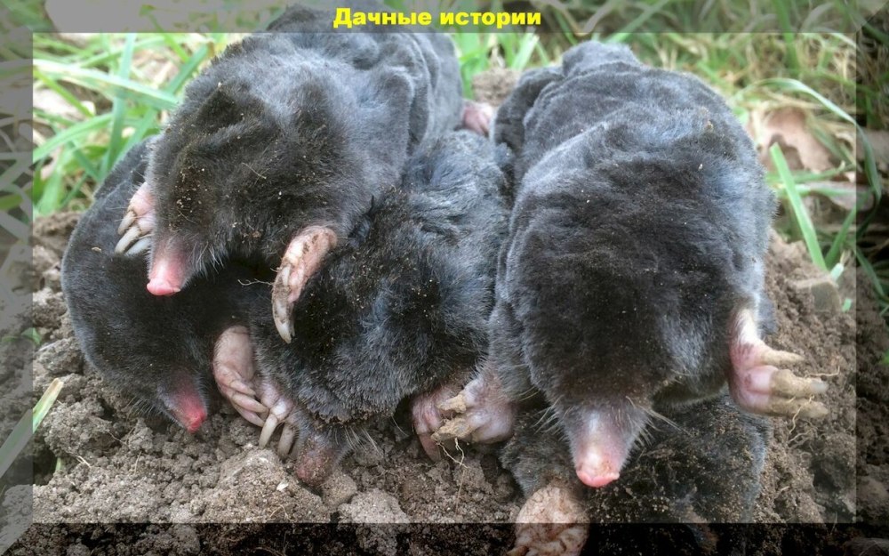 Крот слепыш обыкновенный детеныш