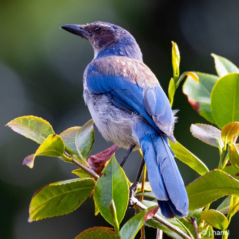 California Scrub Jay