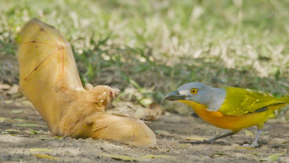 Bat vs Bird