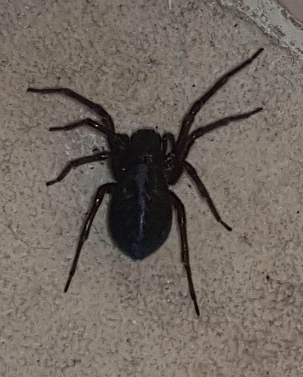 Паук-амаробиид (Amaurobius Ferox )