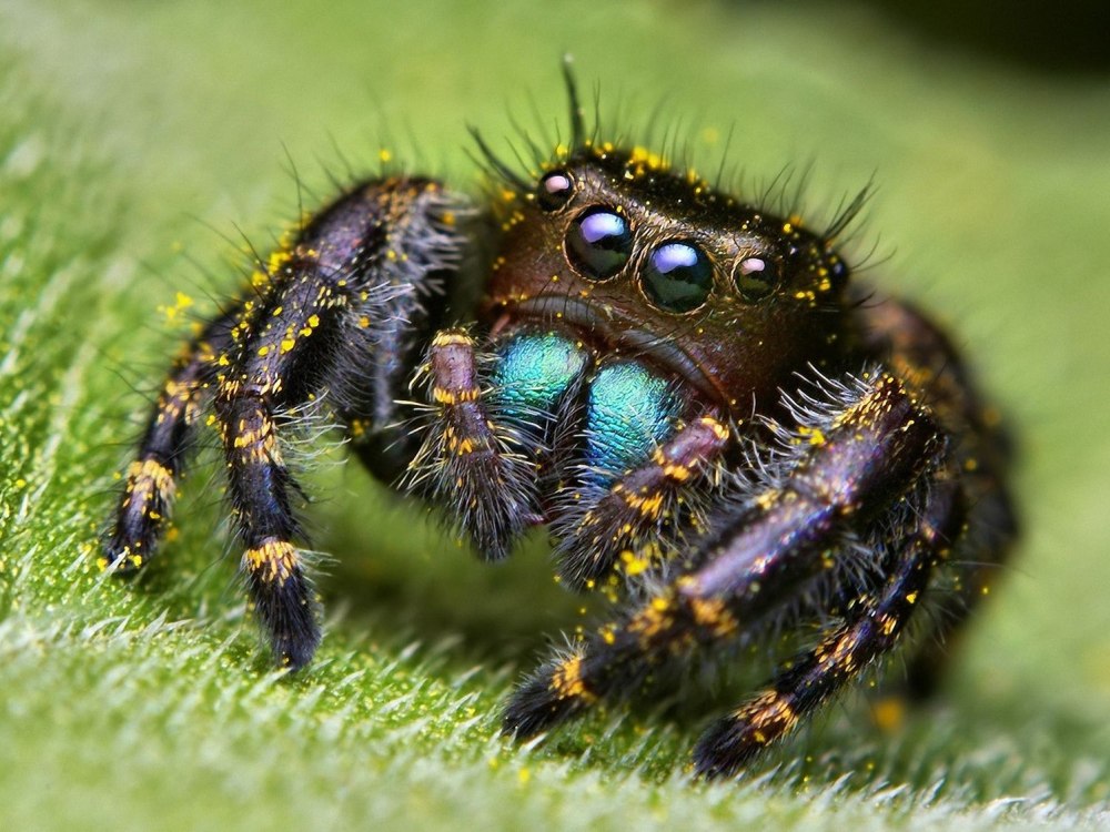 Phidippus Audax (паук-скакун)