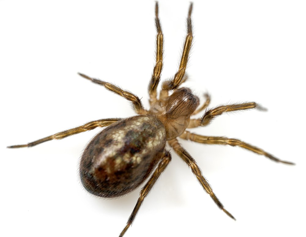 Паук-амаробиид (Amaurobius Ferox )