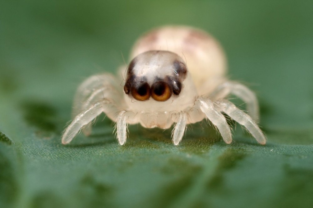 Patu Digua паук