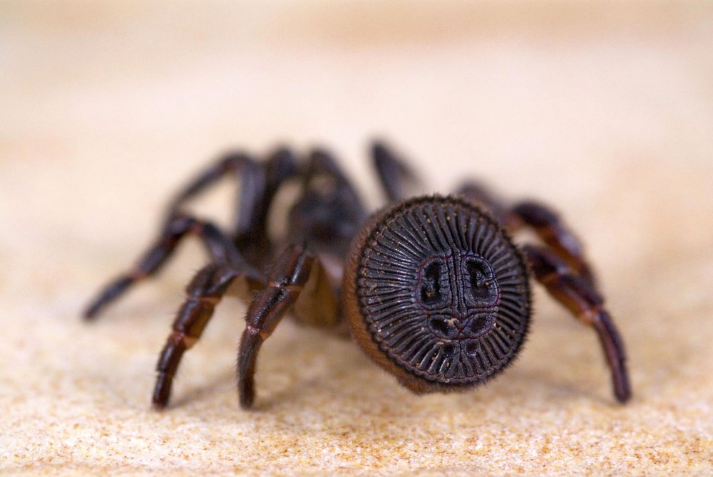 Cyclocosmia truncata паук Циклокосмия