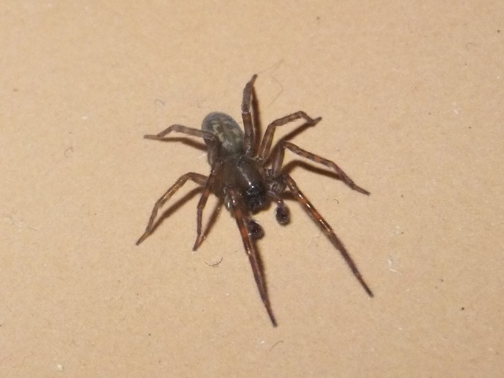 Паук Amaurobiidae