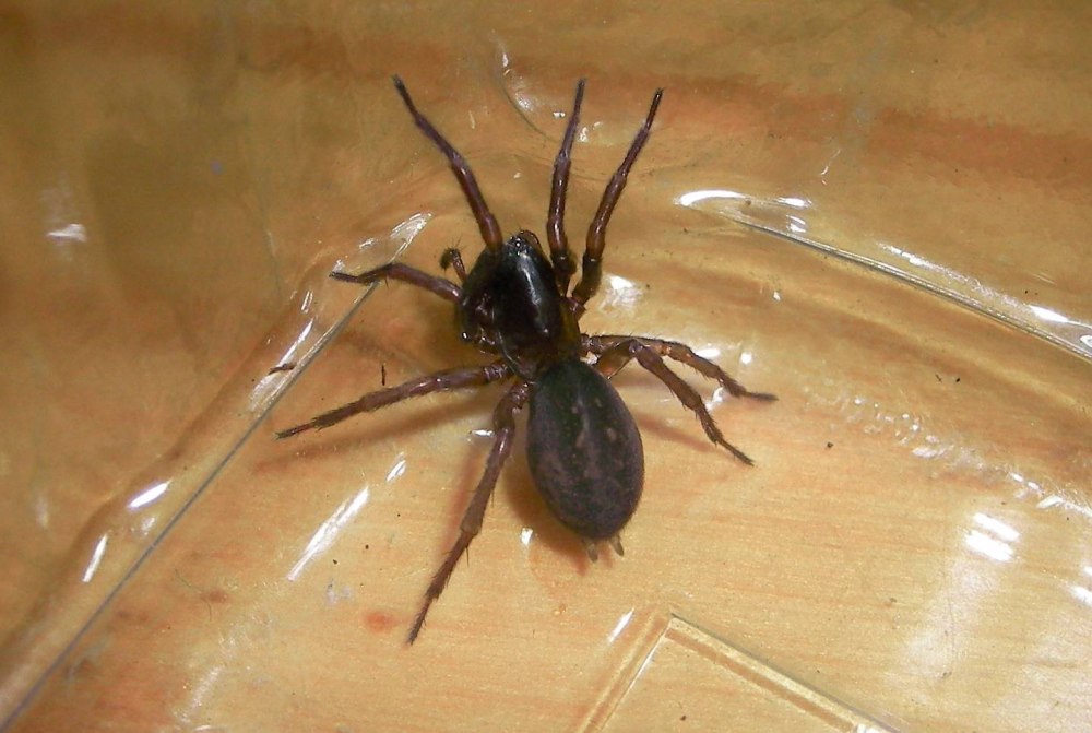 Паук-амаробиид (Amaurobius Ferox )