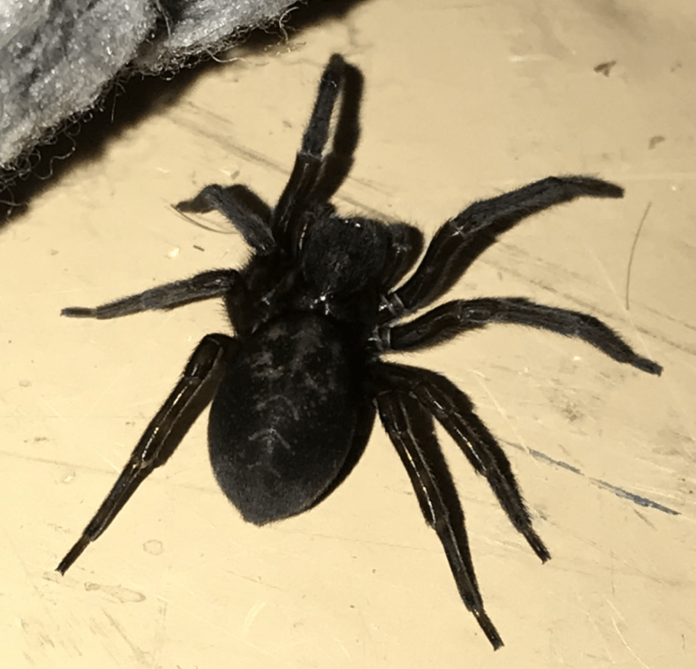 Пауки Amaurobius Ferox