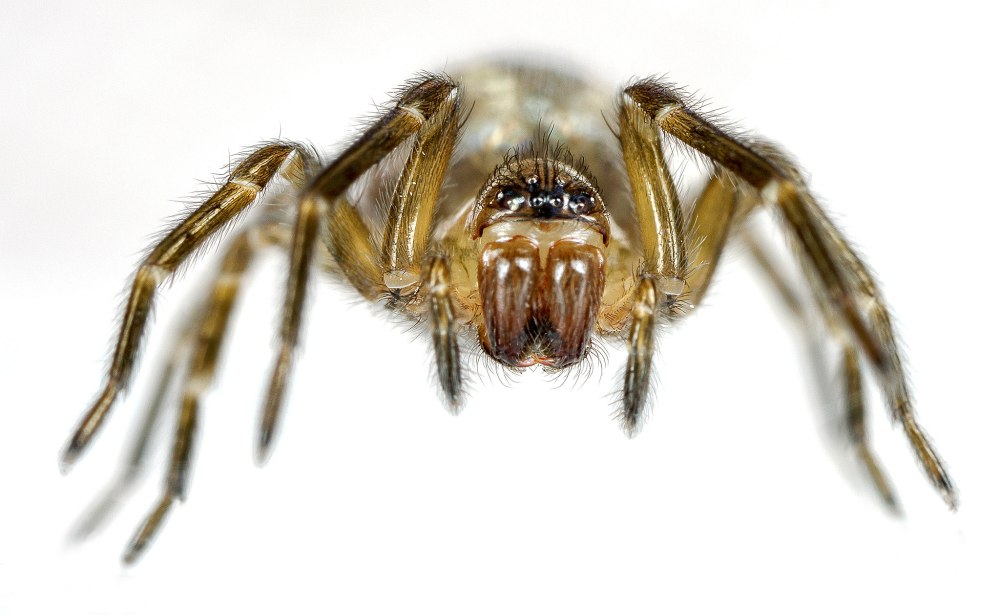 Fenestralis паук