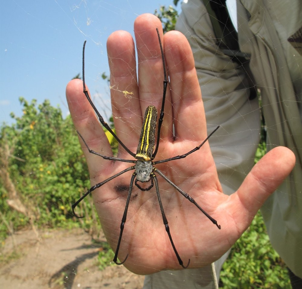 Паук золотопряд Nephila