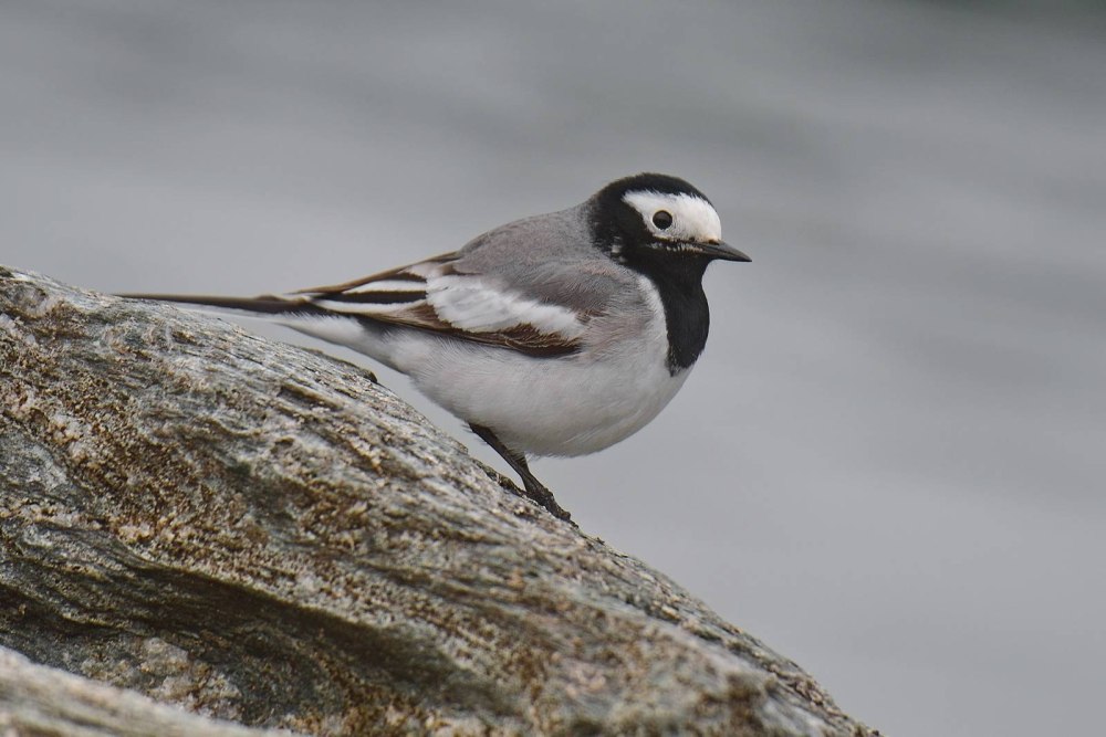 Motacilla personata