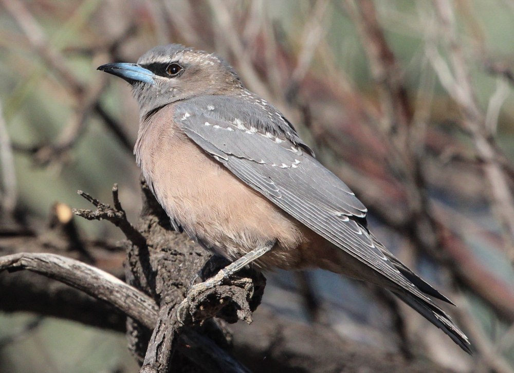 White-Browed Woodswallow