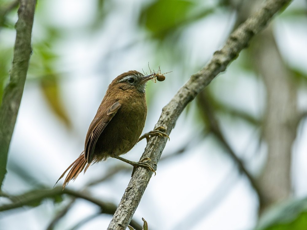 Ash-Browed Spinetail