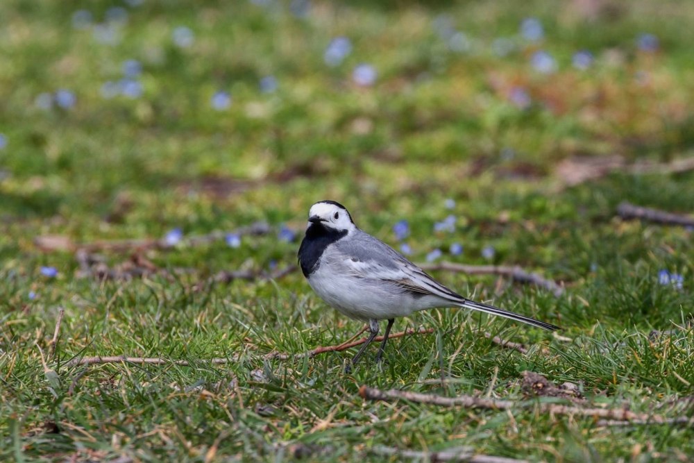 Белая трясогузка Motacilla Alba