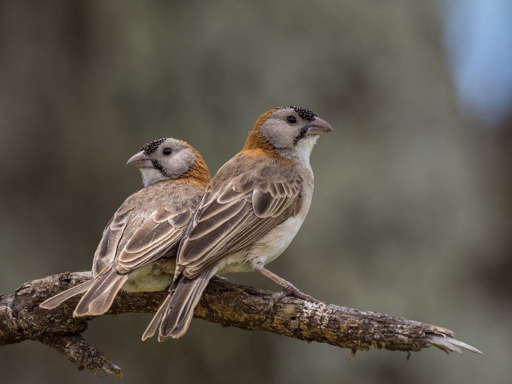 Scymnus frontalis