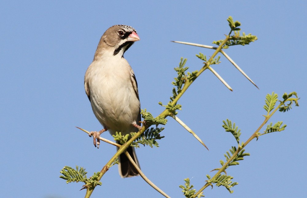 Scaly-Feathered Weaver