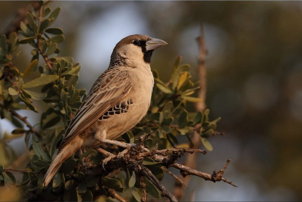 Philetairus Socius