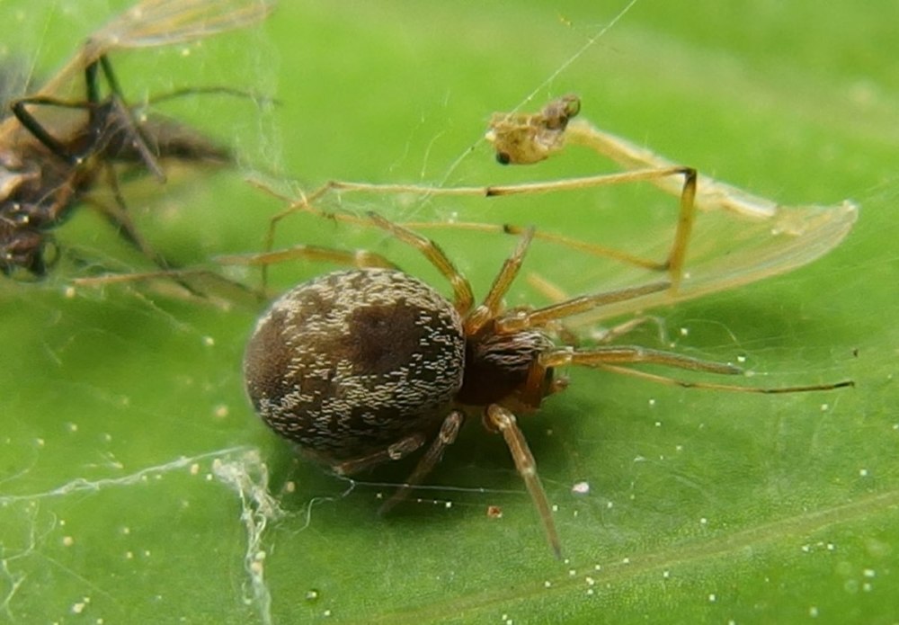 Dictyna uncinata