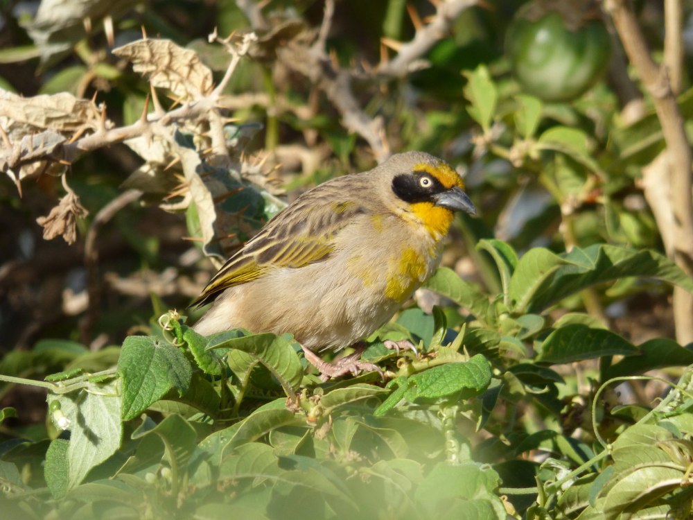 Ploceus luteolus