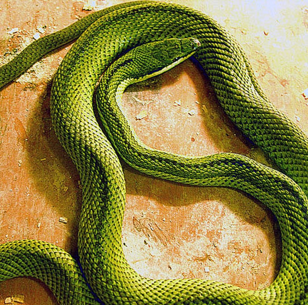 Philodryas olfersii