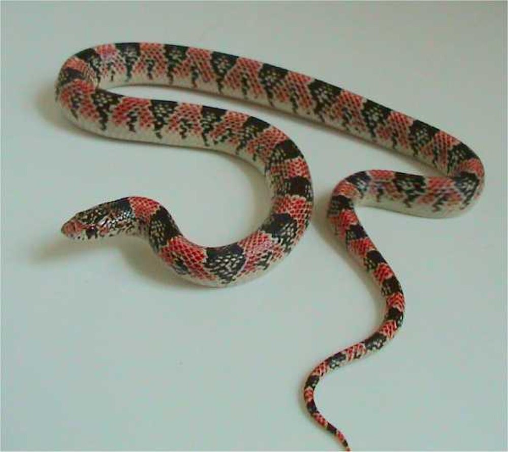 Rhinocheilus lecontei