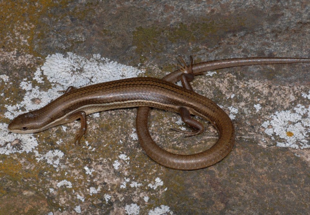 Trachylepis sulcata