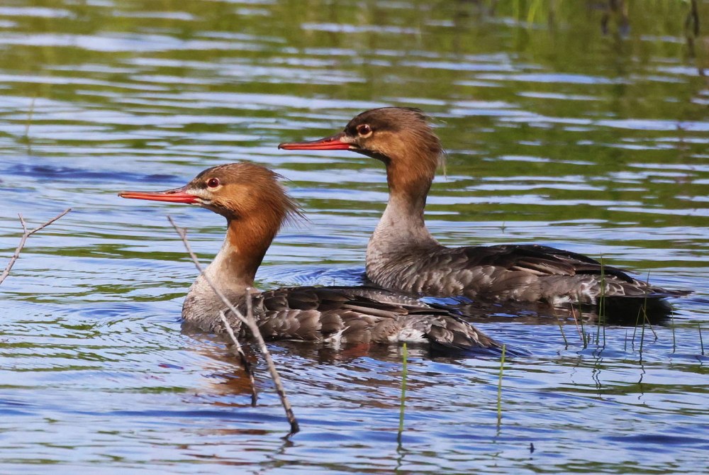 Red-breasted Merganser
