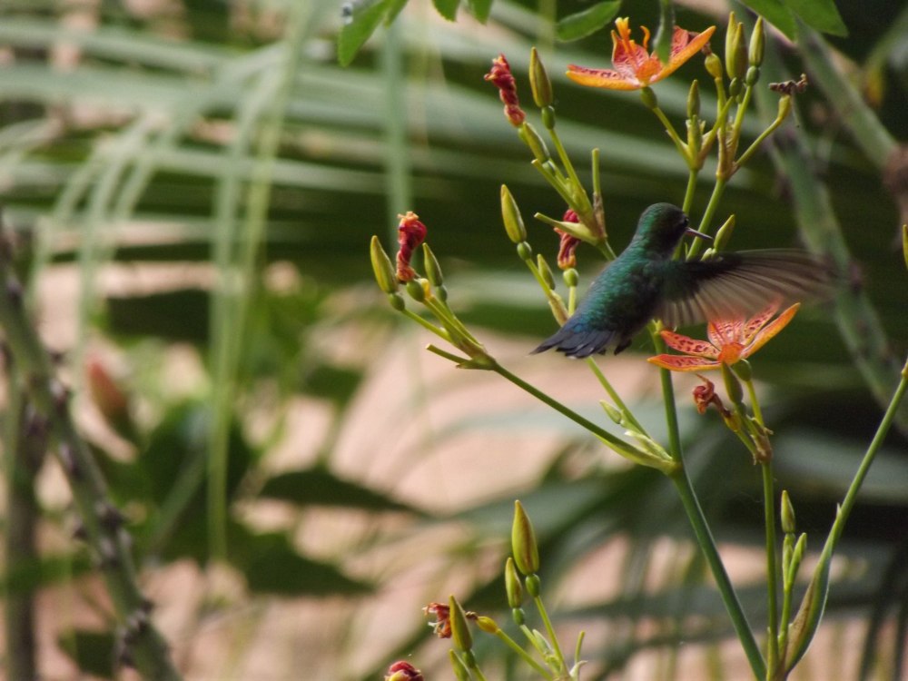 Humminbird Bird