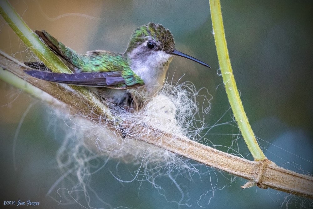 Колибри Calypte costae