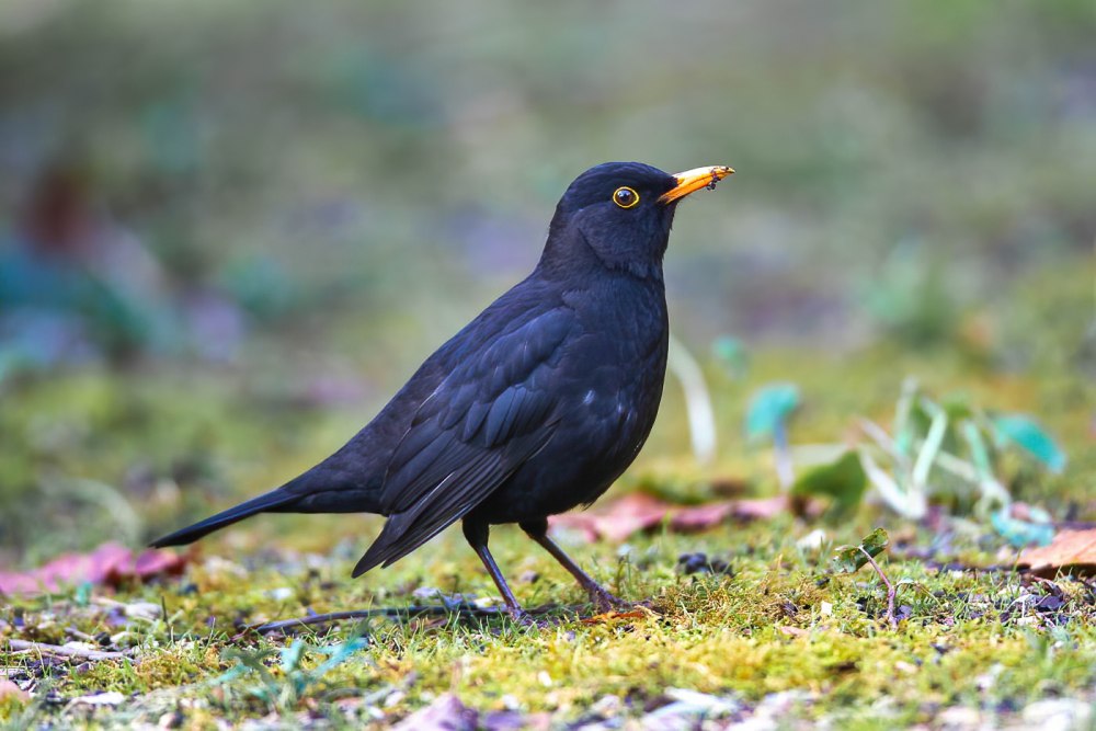 Common Blackbird-turdus Merula- русское название той птиці