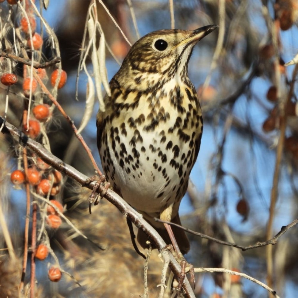 Певчий Дрозд (лат. Turdus philomelos)