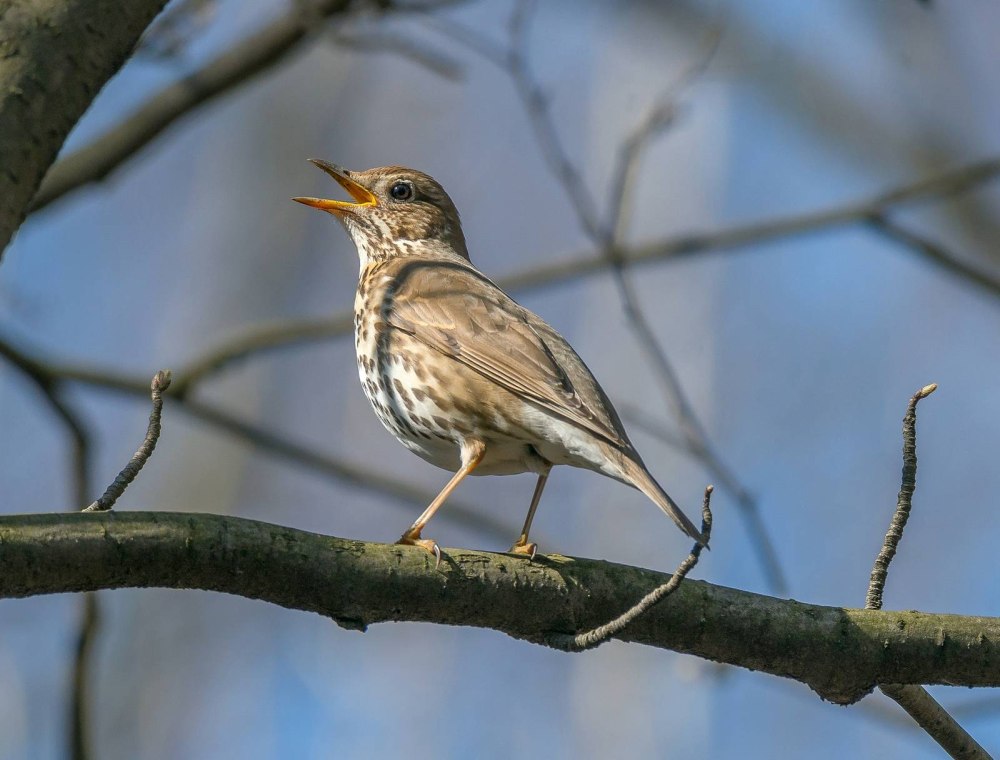 Turdus philomelos