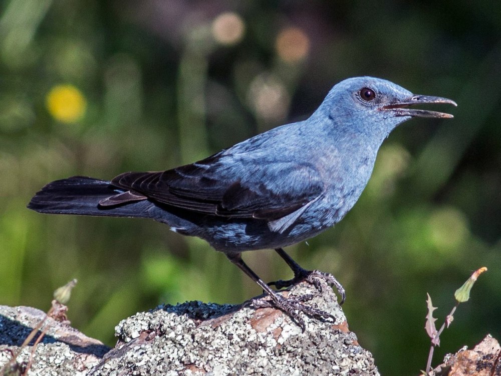 Серый Дрозд (Grey Catbird)